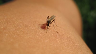 Confirman mosquitos infectados con el virus del Nilo Occidental en San Antonio