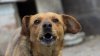 Denuncias anónimas de perros peligrosos: una de tres propuestas en San Antonio