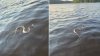 Hasta en el agua: captan a serpiente “escapando del calor” en un lago de Texas