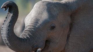 Un elefante salvaje en Zambia, África (foto de archivo).