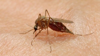 Mosquitos positivos al virus del Nilo Occidental en tres áreas de San Antonio