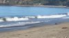 En video: venado se da un chapuzón en playa de California