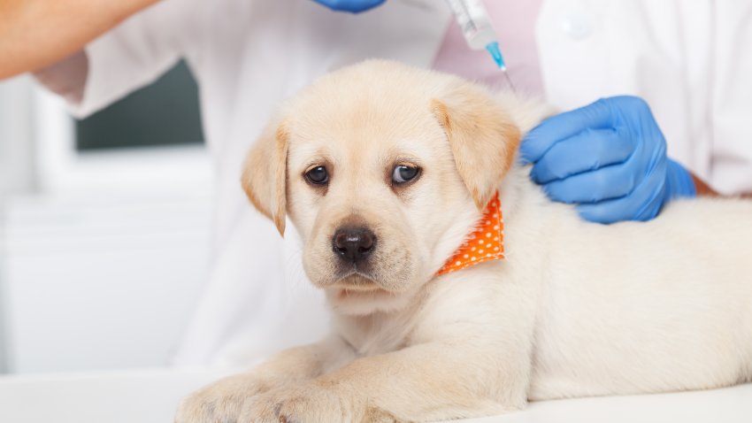 Cute labrador puppy dog getting a vaccine at the veterinary doctor – lying on the examination table