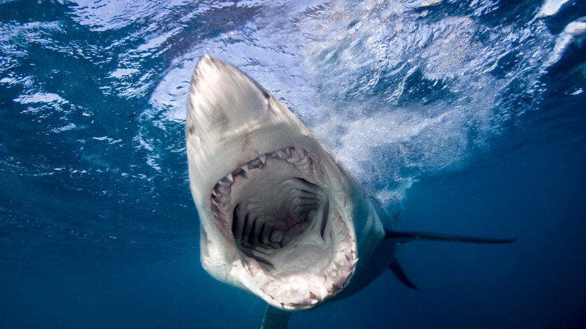 Underwater view of Great White Shark (Carcharodon Carcharias), North Neptune Island, South Australia