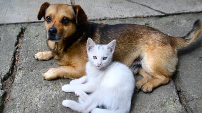 ¿Cuántos gatos y perros puedes tener en casa? Hay un límite