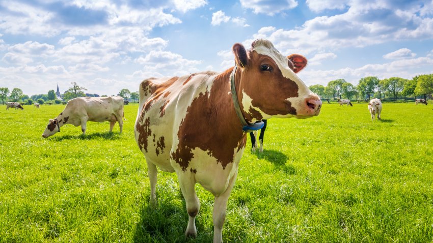 This is a photo of a cow on a green grass field grazing in the summer.