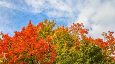 Otoño en Texas: ¿cuándo cambian las hojas de color?