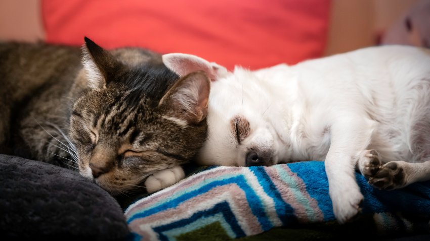 A tabby cat and a white chihuahua dog sleep together on pillows hugged together. Photo in the home space.