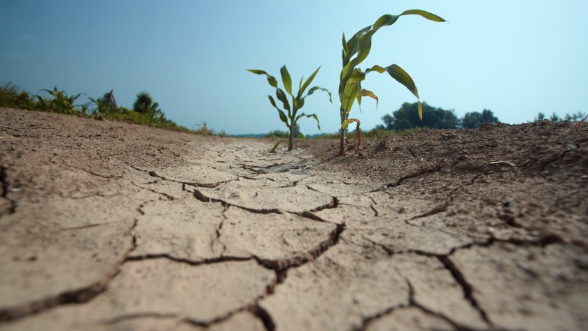 few small corn plants on the drained land. visible damage on the leaves due high temperaturesee other similar images: