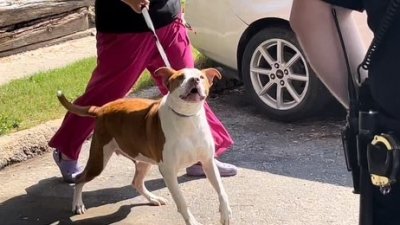 En el hospital persona atacada por un perro en San Antonio