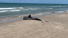 Tiburones decapitados en playa de Texas; identifican al sospechoso del acto ilegal