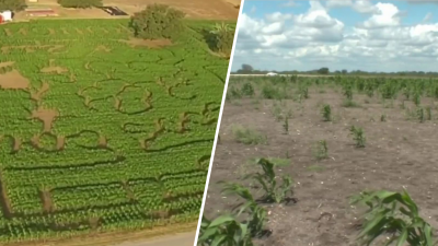 Un campo seco y vacío: así luce lo que debía ser un laberinto de maíz en Texas