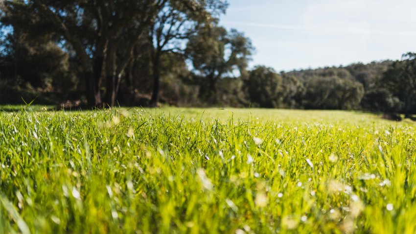 Green field with tall grass in the field – Campo verde con hierba alta