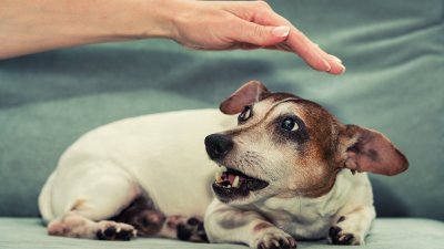 Si un perro se comporta así podría ser señal de que es agresivo y quiere atacar