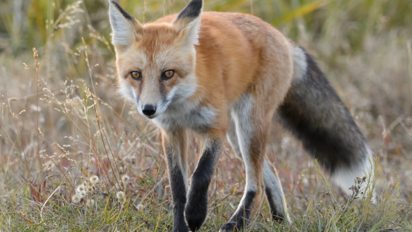 The American red fox (Vulpes vulpes fulva) is a North American subspecies of the red fox. It is the largest of the true foxes and one of the most widely distributed members of the order Carnivora, occurring in North America.