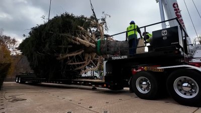 Conoce la historia detrás del árbol de Navidad que adornará el Rockefeller Center de Nueva York