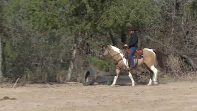 Caballos que sanan: conoce cómo una organización en San Antonio ayuda a veteranos