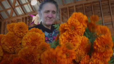 Flores cempasúchil: desde un huerto en Texas hasta los altares de muertos