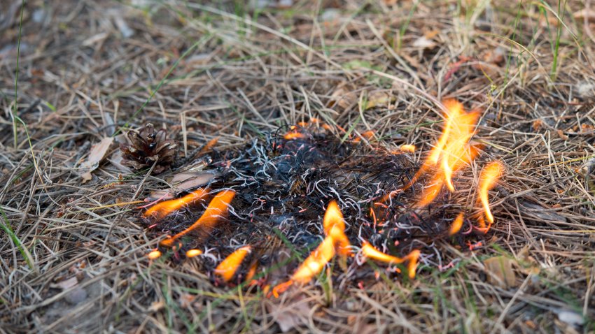 Forest Fire , the scorched earth, ecology