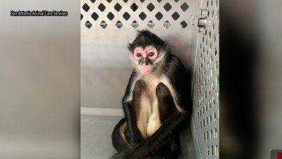 Capturan a mono que vagaba por vecindario de San Antonio; multan a los dueños