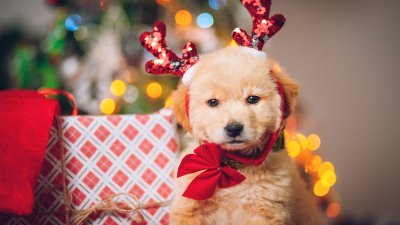 Recomendaciones de expertos antes de adoptar una mascota como regalo de Navidad