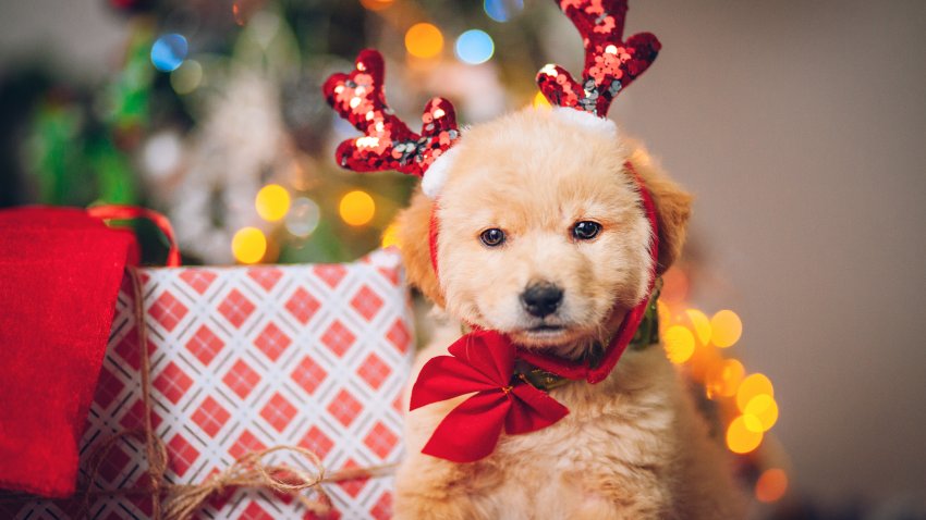 Golden Retriever puppy in front of a Christmas tree