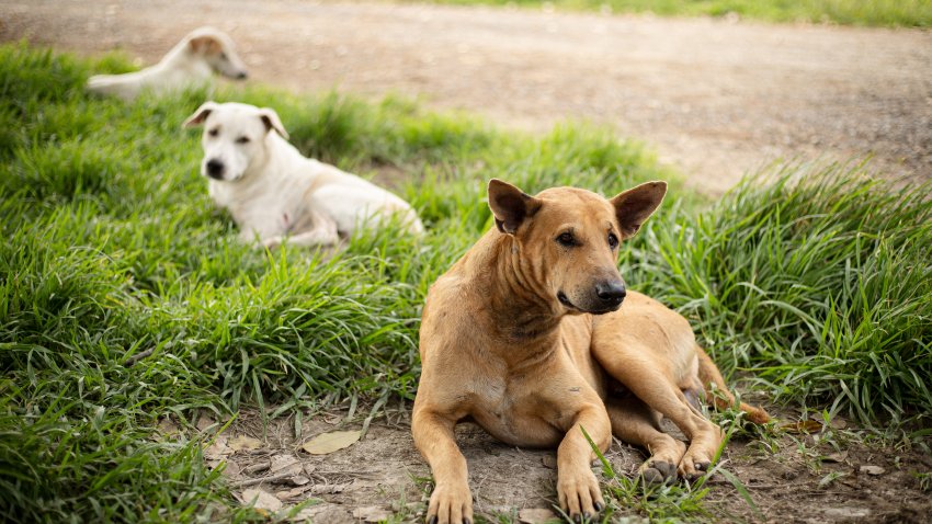 Group of dogs smell each other while laying on grass near country road in Thailand at rainy season