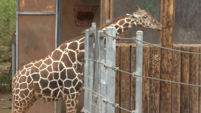 Jirafas en San Antonio son parte de esfuerzos para que la especie no se extinga