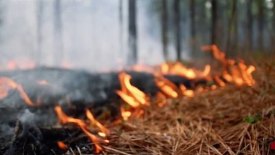 La razón por qué los incendios de maleza son más propensos en el invierno