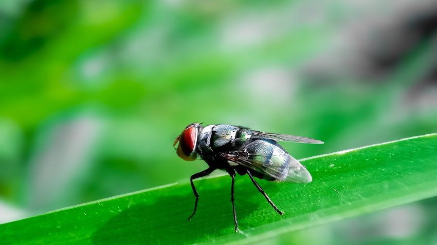 Cochliomyia hominivorax, the New World screw-worm fly, or screw-worm for short, is a species of parasitic fly that is well known for the way in which its larvae (maggots) eat the living tissue.