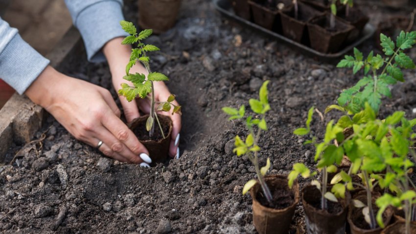 The topic of gardening and plant growing.