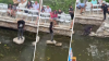 Arrestan a hombre por saltar al River Walk en San Antonio durante evento de Fiesta