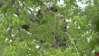 Viven con miedo, dice hermana de hombre que se trepó en árbol para evitar orden de deportación