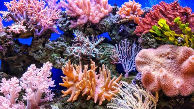 Arrecifes de coral están en peligro por las altas temperaturas del océano