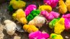 Cuidado al comprar conejos o pollitos de colores durante Pascua: su venta es ilegal