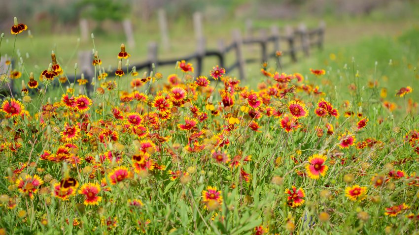 Indian Blanket wildflower blooming in north Dallas area. Summer is here, it is getting hot day by day!