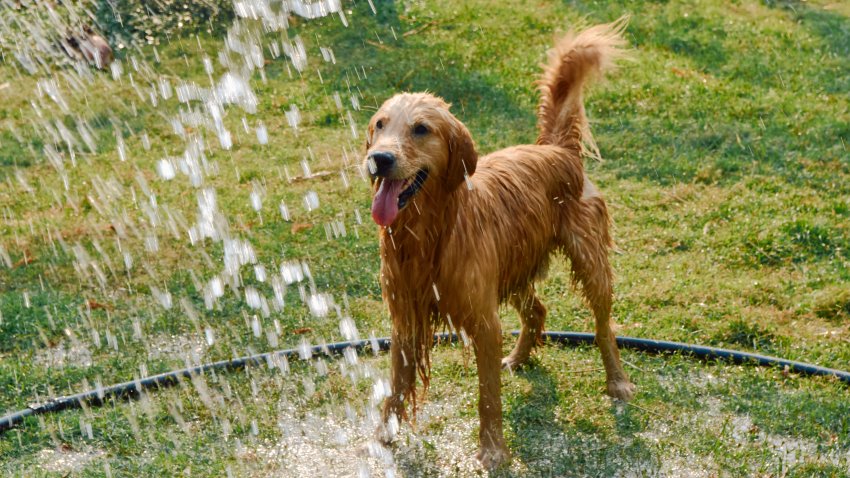 A playful golden retriever mix soaks up the joy of running through a sprinkler, with water droplets captured mid-air. A perfect image of carefree pet happiness.