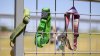 Inauguran “Rainbow Bridge”: puente en honor a mascotas que dejaron huella en sus familias