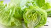 Taylor Farms retira del mercado lechuga iceberg por brote de ciclosporiasis