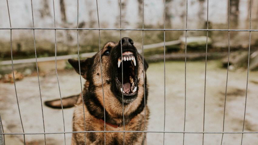 Snarling and barking Alsatian dog, growling and showing its teeth behind bars. Space for copy.