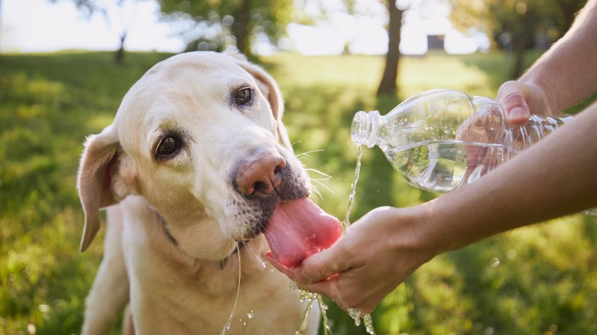 Dog drinking water from plastic bottle. Pet owner takes care of his labrador retriever during hot sunny day."t"n
