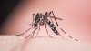 Virus del Nilo Occidental en San Antonio: mosquitos infectados se extienden a otra zona