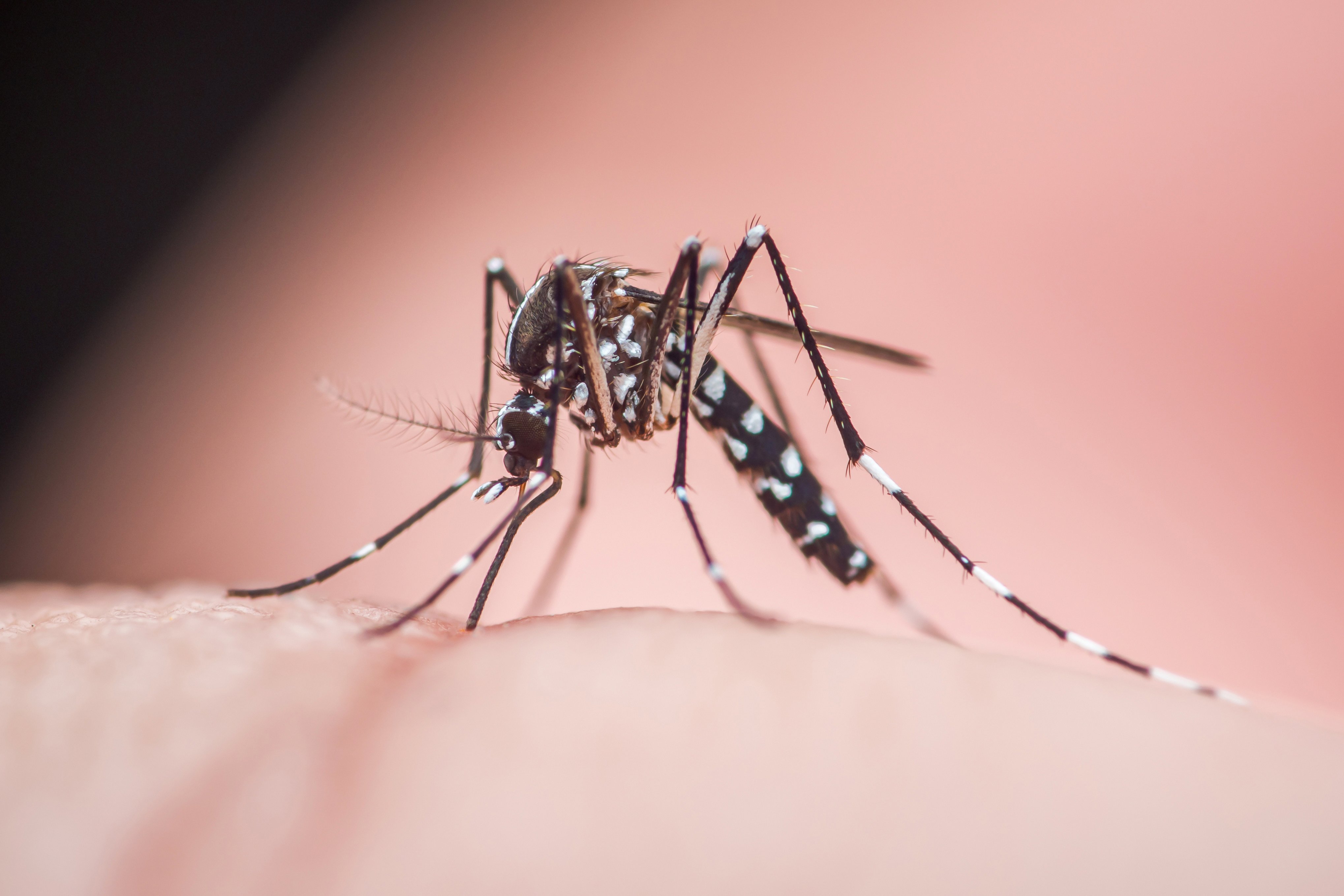 Virus del Nilo Occidental en San Antonio: confirman que hay mosquitos infectados