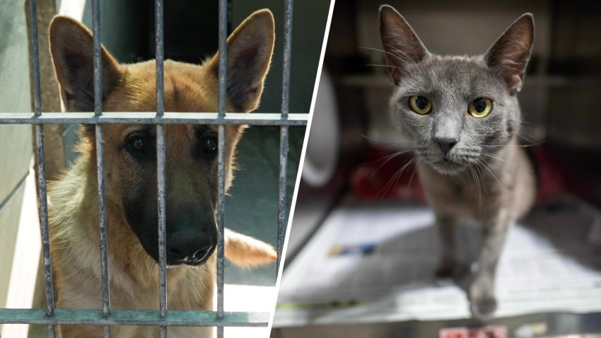 A shelter dog and shelter cat
