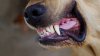 Perros atacan y matan animales en establo de Somerset ISD