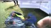 Policías rescatan a hombre atacado por enjambre de abejas en Texas