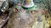 Celebran el cumpleaños 40 de Fidel, el cocodrilo cubano que vive en un zoológico de Kazajistán