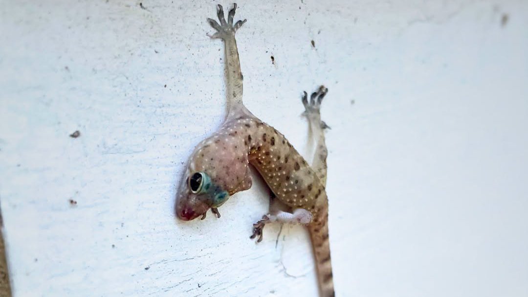 La especie invasora que probablemente vive en tu casa y ni te has dado cuenta
