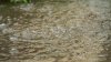 Emiten vigilancia por inundación para varios condados del centro y sur de Texas