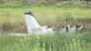 Dos personas sobreviven tras accidente aéreo cerca de Boerne